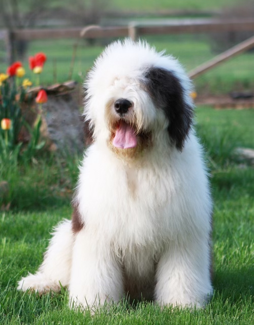 Shaggy Haven Farms Old English Sheepdogs